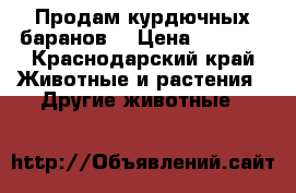 Продам курдючных баранов  › Цена ­ 4 000 - Краснодарский край Животные и растения » Другие животные   